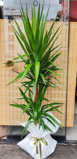 1.30 cm ÇELİK YUCCA İKİ KÖKLÜ